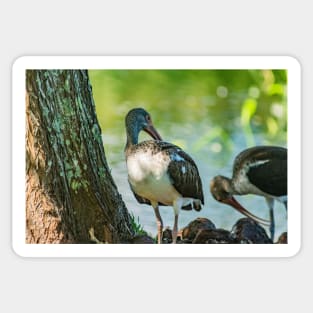 American white ibis of Gatorland Sticker